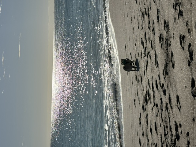 Beach Run