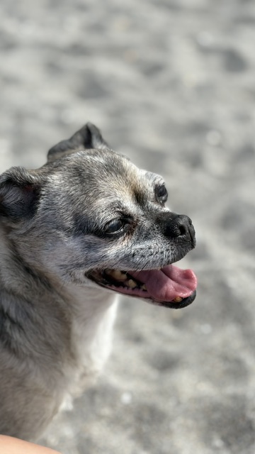 Happy dog