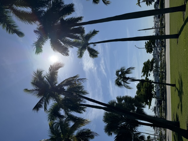 Palm Trees