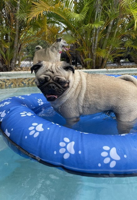 Dogs in Pool